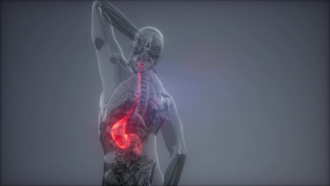 Examen-De-Radiología-Del-Estómago-Humano